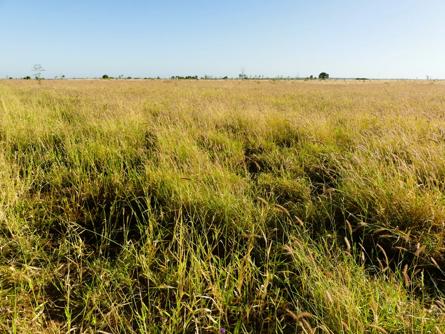 Additional image 10 of 'Edenhope' 615 Barracks Road, Roma QLD 4455