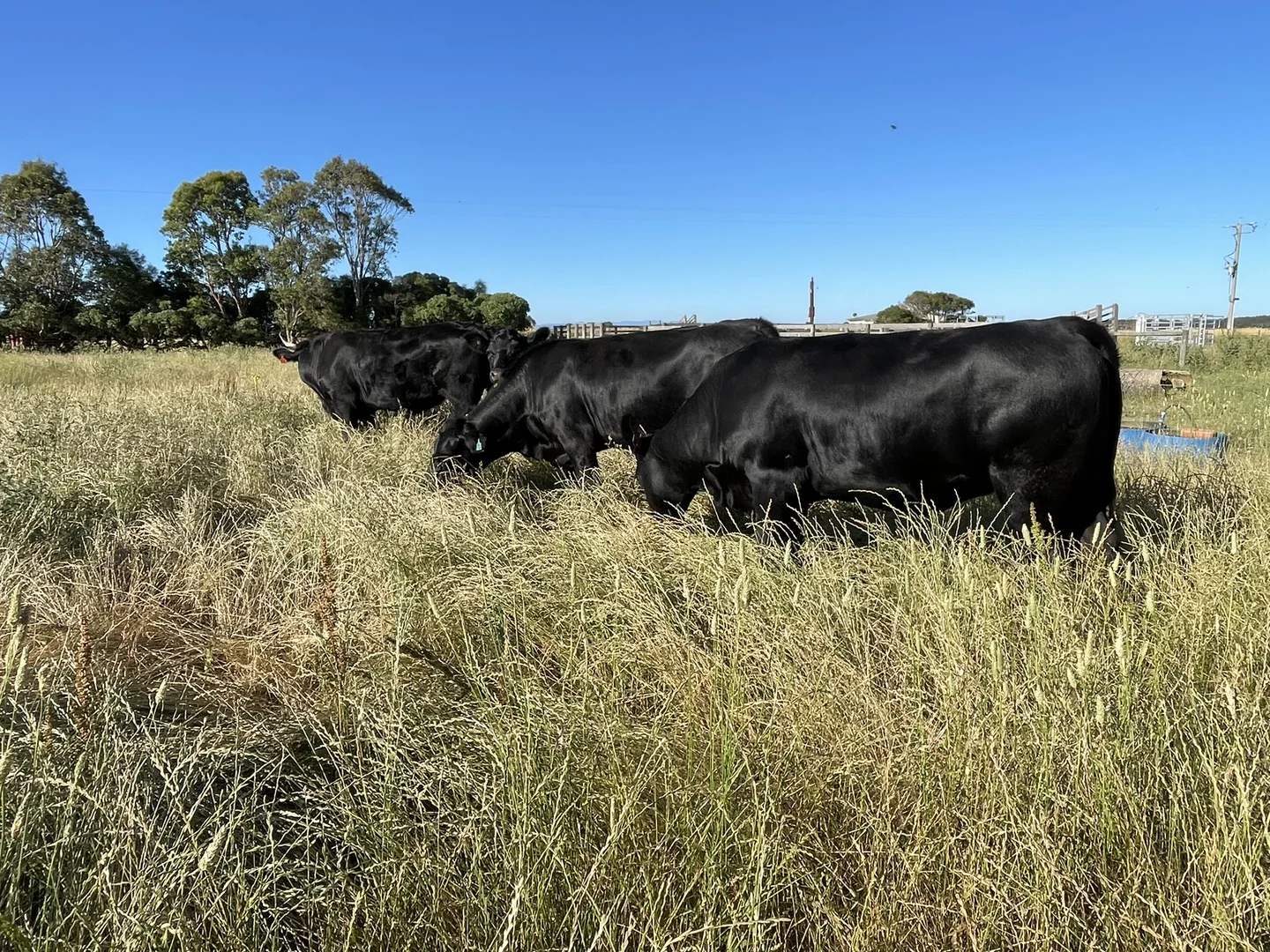 Additional image 28 of 360 Stanlake Road, Lang Lang VIC 3984