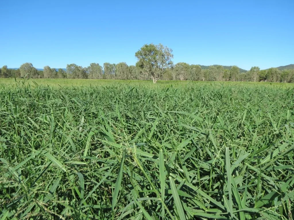 Pomona Road, Ingham QLD 4850 photo 5