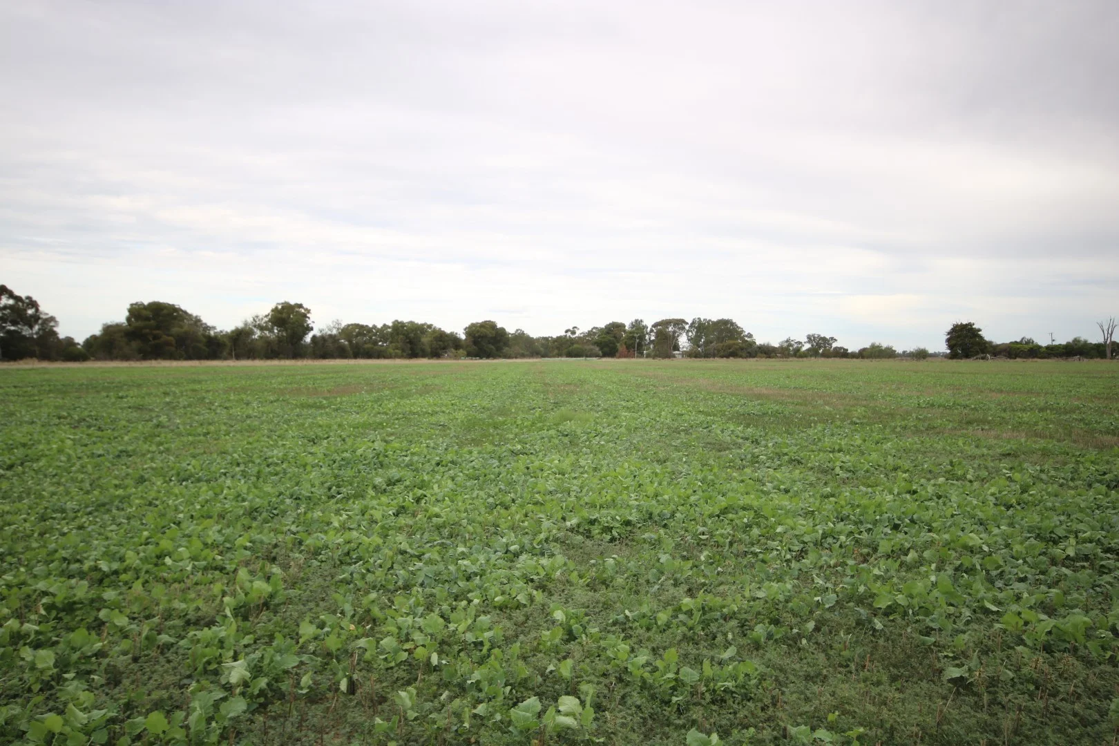 34 Stone Lane, Rochester VIC 3561 photo 5