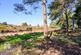 Additional image 9 of Twin Oaks | Bushmead Drive | Ashley Heath | BH24