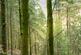 Additional image 4 of Coed Pen Y Bont (almost 11 and a half acres), Tal-y-Llyn, Tywyn, Gwynedd LL36