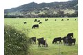 Additional image 53 of 1508 Gladstone Way, Rohnert Park, CA, 94928