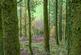 Additional image 19 of Coed Pen Y Bont (almost 11 and a half acres), Tal-y-Llyn, Tywyn, Gwynedd LL36