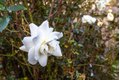Additional image 24 of 1763 E St, Napa, CA, 94559