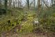 Additional image 21 of Coed Sion Wyn (about 5 and a half acres), Llanfihangel-y-Traethau, Harlech, Gwynedd LL46