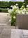 Additional image 54 of Rose Dene Drive, Bearsden, G61