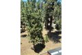 Additional image 26 of 2041 Symonds Dr, Pine Mountain Club, CA, 93222