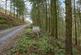 Coed Pen Y Bont (almost 11 and a half acres), Tal-y-Llyn, Tywyn, Gwynedd LL36
