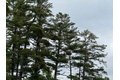 Additional image 39 of 8 Read Dr, Lake Luzerne, NY, 12846