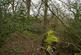 Additional image 4 of Coed Sion Wyn (about 5 and a half acres), Llanfihangel-y-Traethau, Harlech, Gwynedd LL46