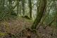 Additional image 13 of Coed Sion Wyn (about 5 and a half acres), Llanfihangel-y-Traethau, Harlech, Gwynedd LL46