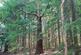 Additional image 2 of Hurdle Wood (4.75 acres), Beckley, near Rye, East Sussex TN31