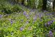 Additional image 40 of Cookbury, Holsworthy, Devon, EX22