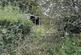 Additional image 15 of Brandis Corner, Holsworthy