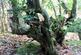 Additional image 11 of Hurdle Wood (4.75 acres), Beckley, near Rye, East Sussex TN31