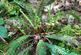 Additional image 18 of Hurdle Wood (4.75 acres), Beckley, near Rye, East Sussex TN31