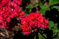 Additional image 36 of 115 Myrtle Ave, San Rafael, CA, 94901