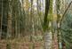 Additional image 11 of Coed Pen Y Bont (almost 11 and a half acres), Tal-y-Llyn, Tywyn, Gwynedd LL36