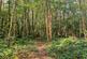 Additional image 13 of Hurdle Wood (4.75 acres), Beckley, near Rye, East Sussex TN31