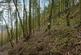 Additional image 14 of Coed Pen Y Bont (almost 11 and a half acres), Tal-y-Llyn, Tywyn, Gwynedd LL36