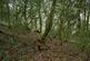 Additional image 12 of Coed Sion Wyn (about 5 and a half acres), Llanfihangel-y-Traethau, Harlech, Gwynedd LL46