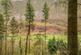 Additional image 16 of Coed Pen Y Bont (almost 11 and a half acres), Tal-y-Llyn, Tywyn, Gwynedd LL36