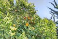 Additional image 54 of 97 Logan St, Watsonville, CA, 95076