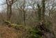 Additional image 9 of Coed Sion Wyn (about 5 and a half acres), Llanfihangel-y-Traethau, Harlech, Gwynedd LL46