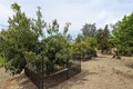 Additional image 37 of 8714 Rancho St, Alta Loma, CA, 91701