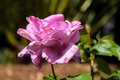 Additional image 38 of 115 Myrtle Ave, San Rafael, CA, 94901