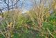 Additional image 14 of Pondtail Road, Fleet, Hampshire