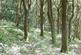 Elland Park Wood, Elland HX5