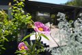 Additional image 37 of 115 Myrtle Ave, San Rafael, CA, 94901