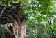 Bickley Quarry Wood, Hanham Mills, Bristol BS15