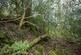 Additional image 7 of Coed Sion Wyn (about 5 and a half acres), Llanfihangel-y-Traethau, Harlech, Gwynedd LL46
