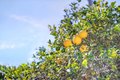 Additional image 53 of 97 Logan St, Watsonville, CA, 95076