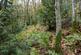 Additional image 13 of Coed Pen Y Bont (almost 11 and a half acres), Tal-y-Llyn, Tywyn, Gwynedd LL36