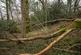 Additional image 20 of Coed Sion Wyn (about 5 and a half acres), Llanfihangel-y-Traethau, Harlech, Gwynedd LL46