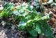 Additional image 17 of Hurdle Wood (4.75 acres), Beckley, near Rye, East Sussex TN31