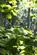 Additional image 2 of Coed Castell (Castle Wood) (3 and a quarter acres), Mochdre, Colwyn Bay, Conwy LL28