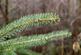 Additional image 2 of Haulton Wood (about 2 and three quarter acres), Bronington, Wrexham SY13