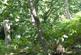 Coed Castell (Castle Wood) (3 and a quarter acres), Mochdre, Colwyn Bay, Conwy LL28