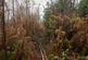 Additional image 9 of Haulton Wood (about 2 and three quarter acres), Bronington, Wrexham SY13