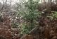 Additional image 15 of Haulton Wood (about 2 and three quarter acres), Bronington, Wrexham SY13