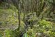 Additional image 4 of Coed Y Glog (over 4 acres), Llanfyllin, Powys SY22