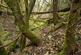 Additional image 2 of Coed Y Glog (over 4 acres), Llanfyllin, Powys SY22