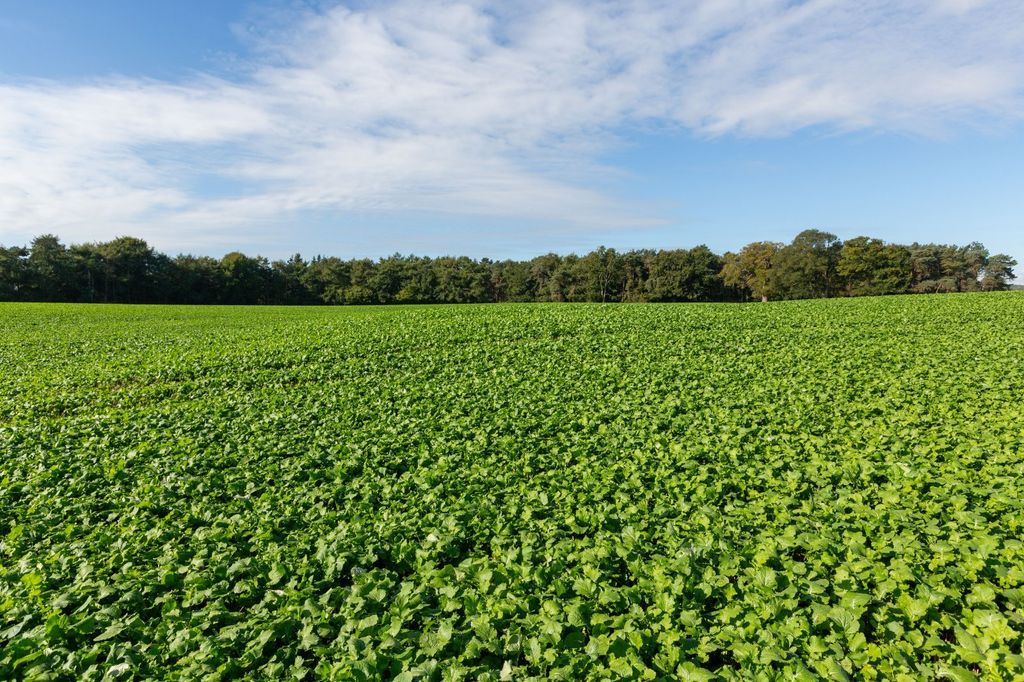 Additional image 17 of Country house for saleLot 1 - Whattall Farm, Colemere, Ellesmere SY12