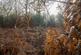 Additional image 16 of Haulton Wood (about 2 and three quarter acres), Bronington, Wrexham SY13