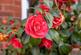 Additional image 25 of Rutland Place, Maidenhead, Berkshire, SL6